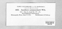 Image of Aecidium campanulastri